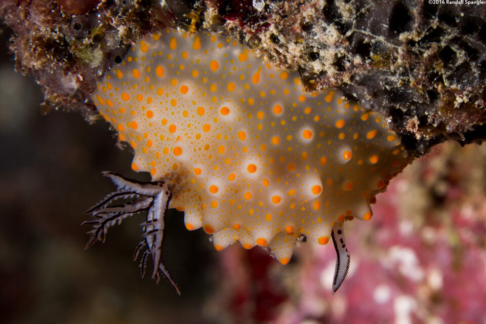 Halgerda stricklandi (Strickland's Halgerda)