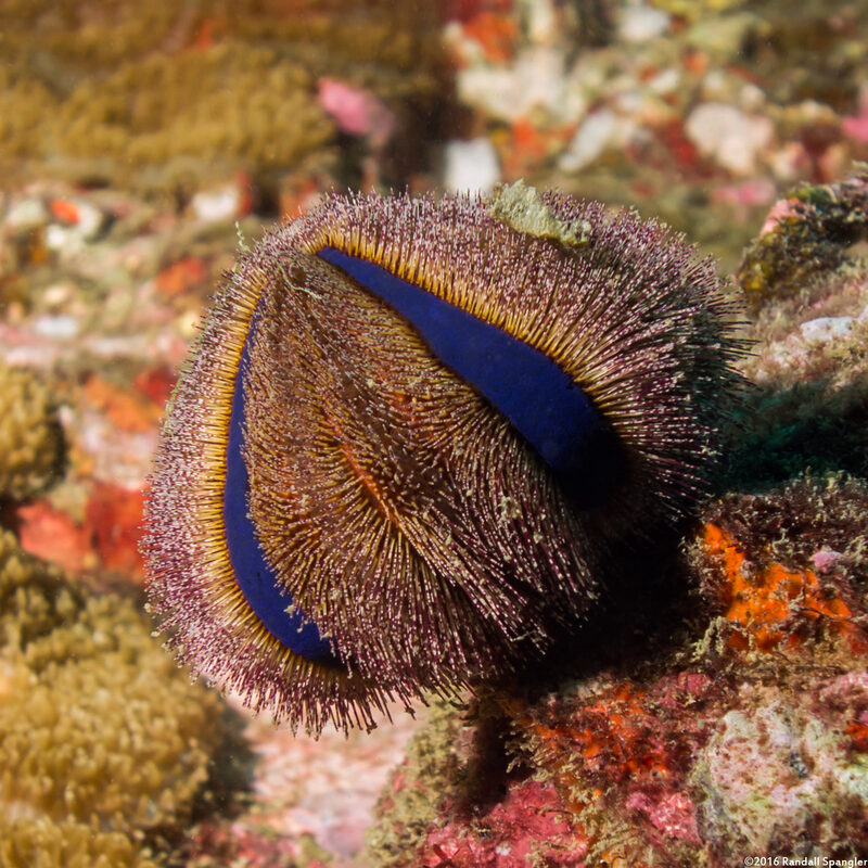 Mespilia globulus (Globe Urchin)