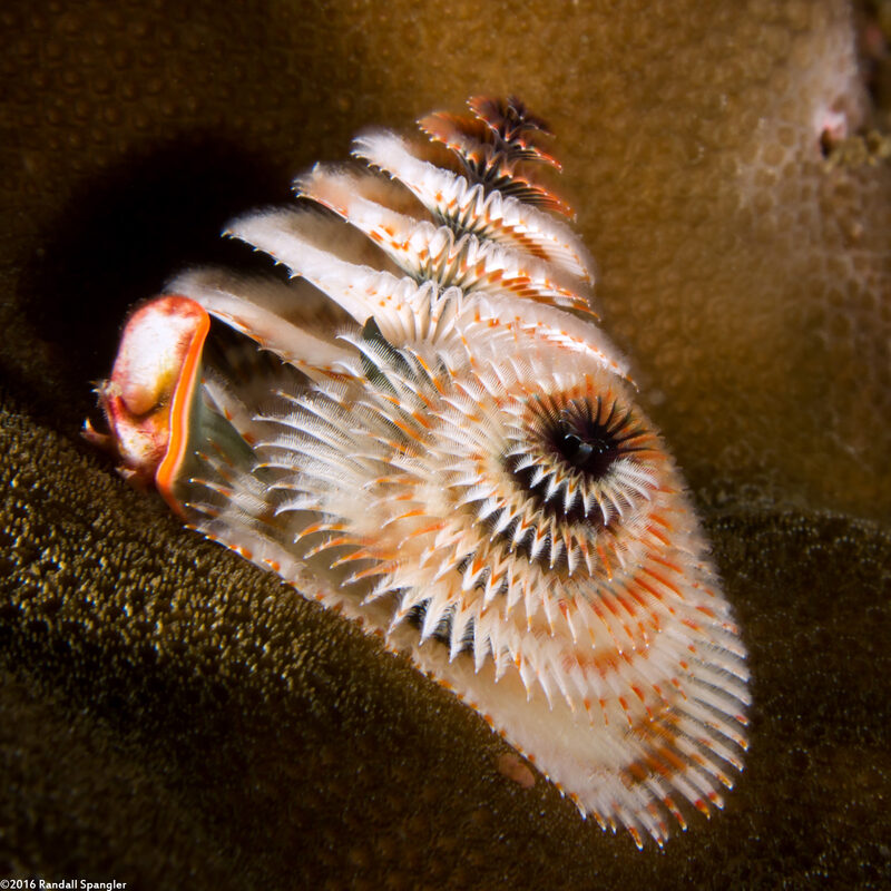 Spirobranchus sp.1 (Christmas Tree Worm)