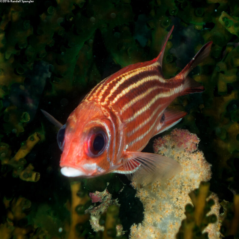 Sargocentron cornutum (Threespot Squirrelfish)