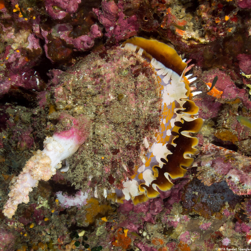 Spondylus varius (Variable Thorny Oyster)