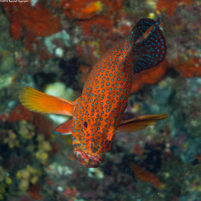 Cephalopholis miniata (Coral Grouper)