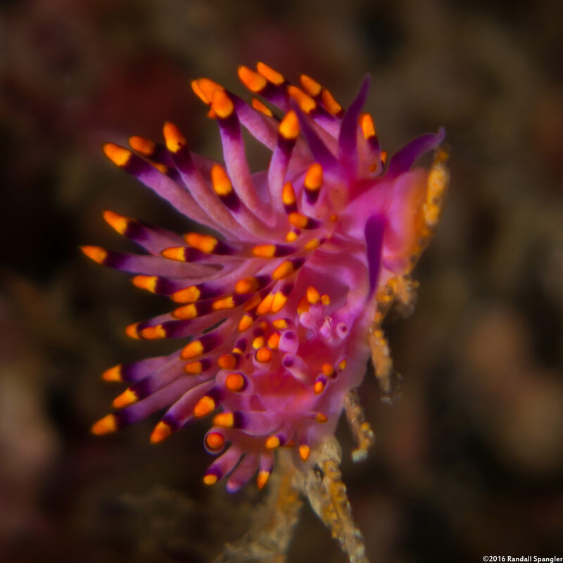 Trinchesia sibogae (Siboga Cuthona)