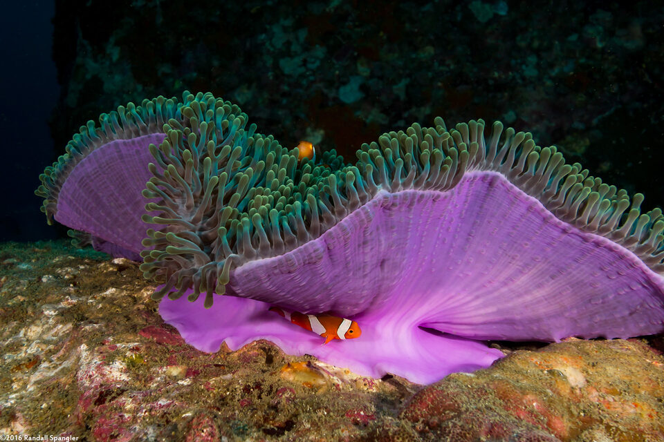 Heteractis magnifica (Magnificent Sea Anemone)