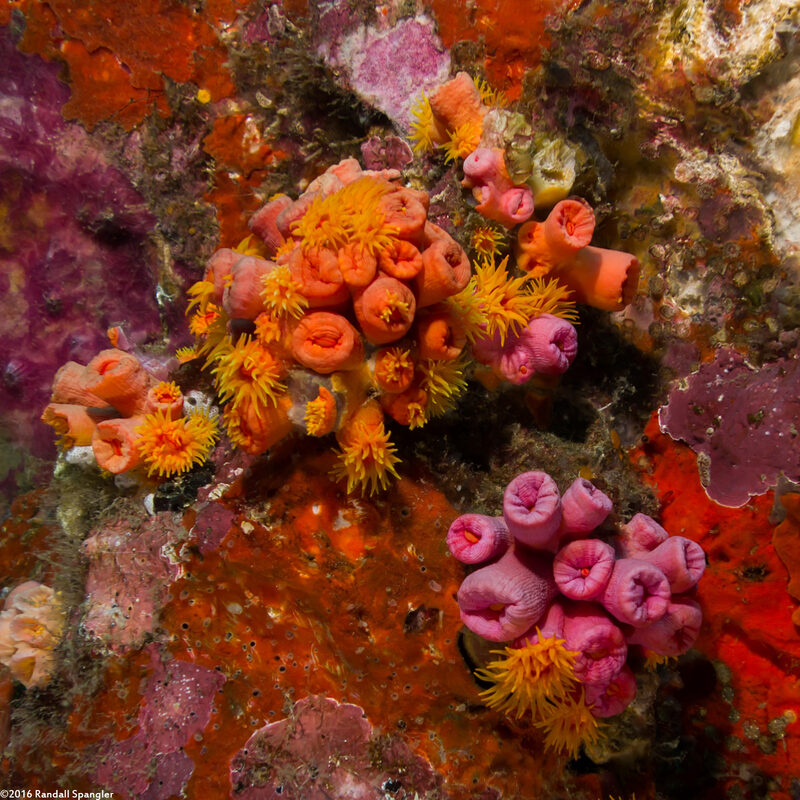 Tubastraea coccinea (Orange Cup Coral)