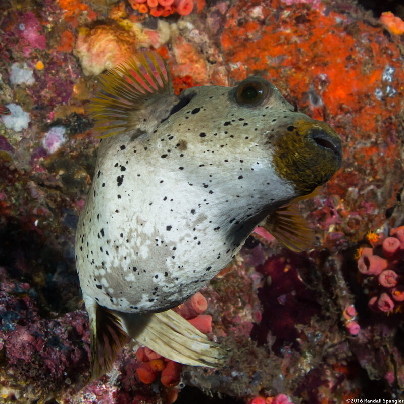 Arothron nigropunctatus (Blackspotted Puffer)