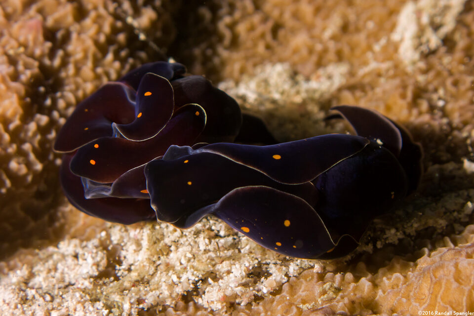 Chelidonura punctata (Chelidonura Punctata)