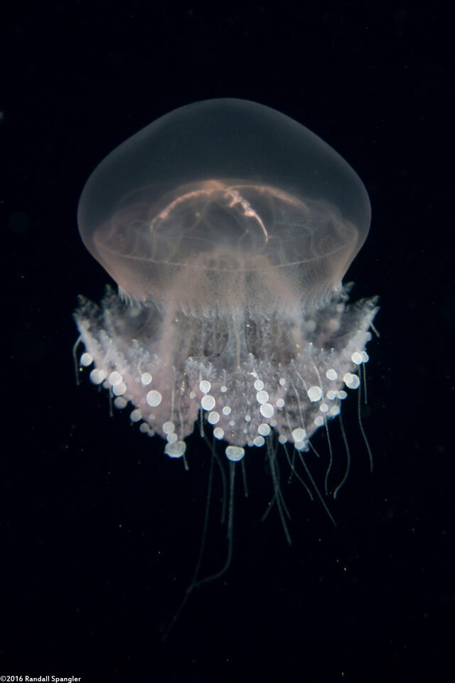 Crambione mastigophora (Rhizostome Jellyfish)