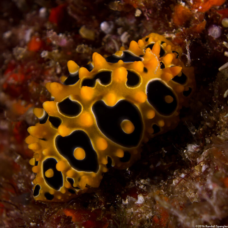 Phyllidia ocellata (Ocellated Phyllidia)