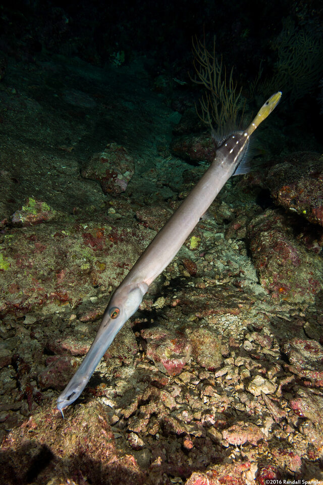 Aulostomus chinensis (Trumpetfish)