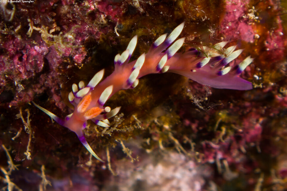 Coryphellina exoptata (Desirable Flabellina)