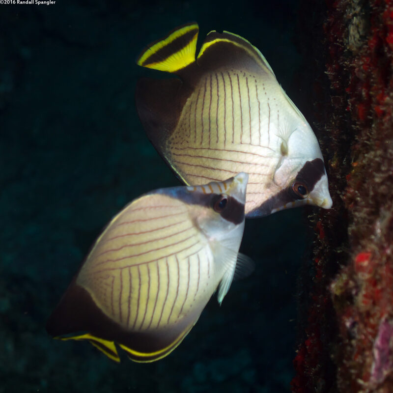 Chaetodon decussatus (Indian Vagabond Butterflyfish)