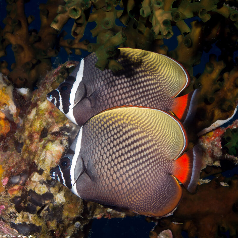 Chaetodon collare (White Collar Butterflyfish)