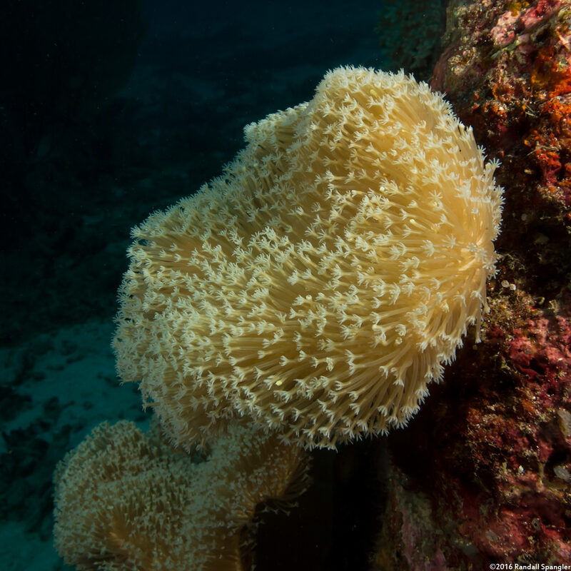 Sarcophyton trocheliophorum (Elephant Ear Coral)