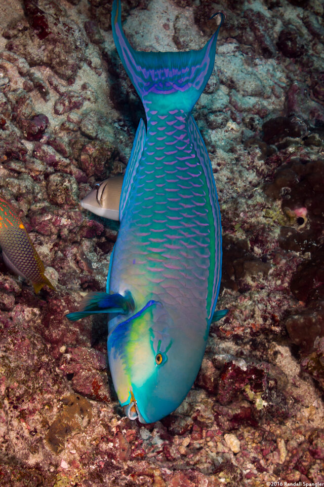 Chlorurus strongylocephalus (Roundhead Parrotfish)