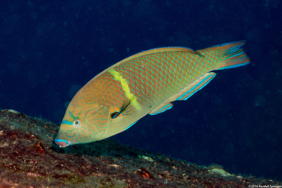 Anampses caeruleopunctatus (Blue-Spotted Wrasse)
