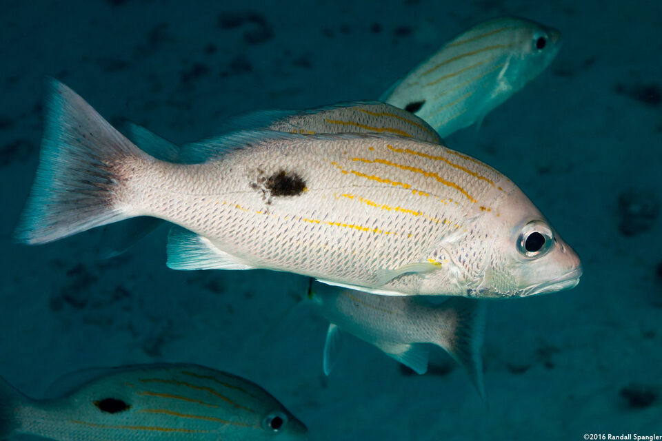 Lutjanus russelii (Russel's Snapper)