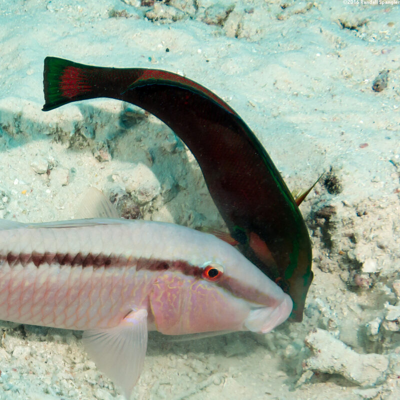 Coris cuvieri (African Coris)