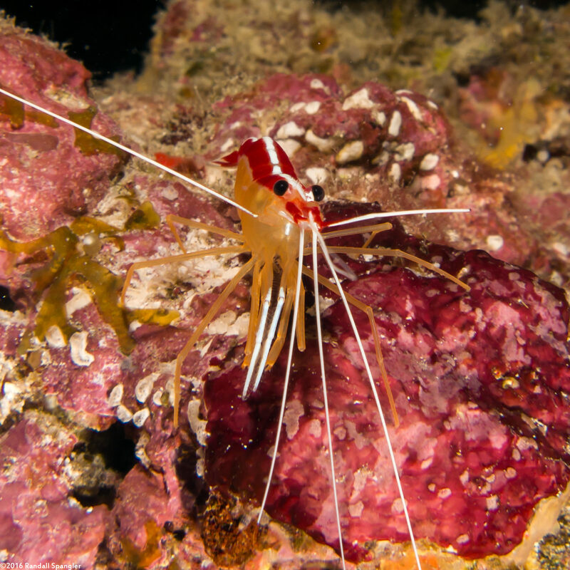 Lysmata amboinensis (White-Banded Cleaner Shrimp)