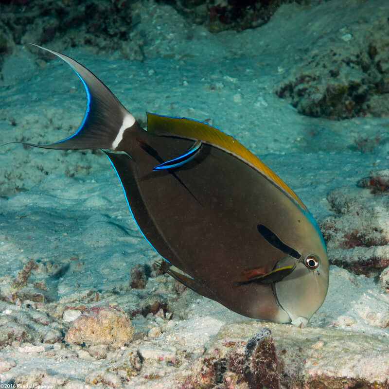 Acanthurus nigricauda (Blackstreak Surgeonfish)