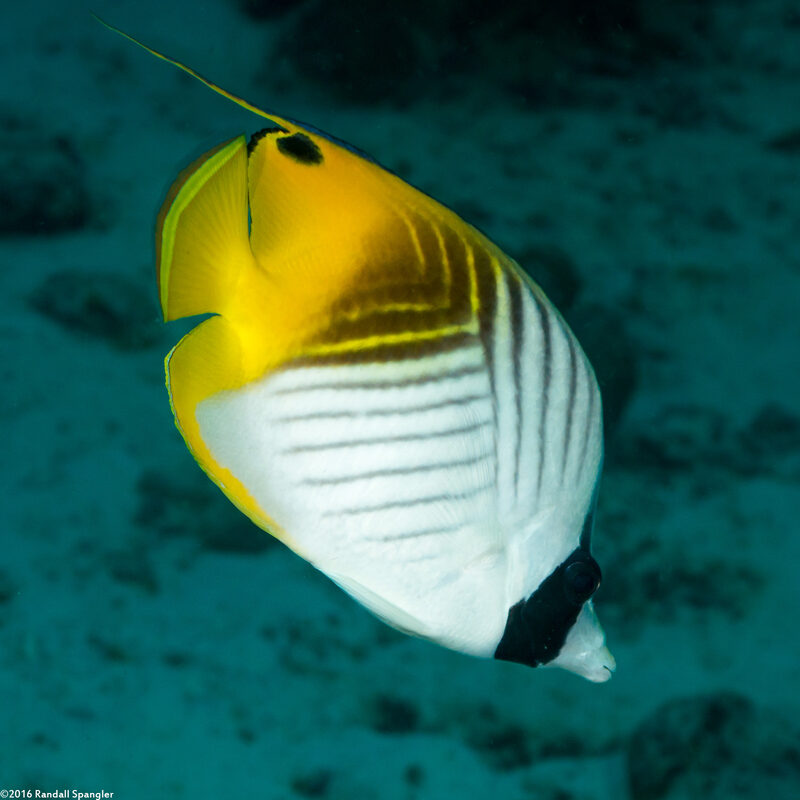 Chaetodon auriga (Threadfin Butterflyfish)