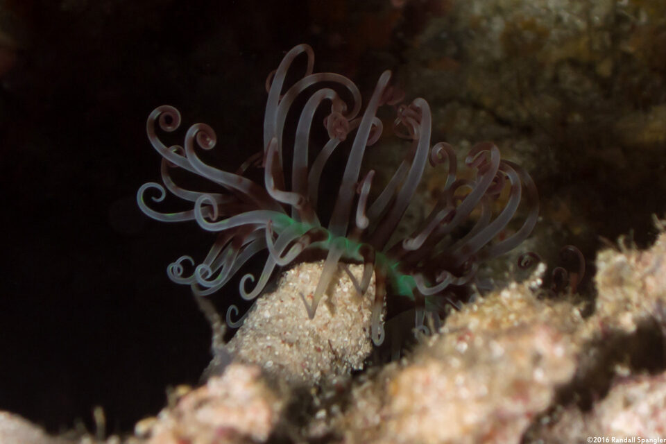 Cerianthus sp.1 (Tube-Dwelling Anemone)