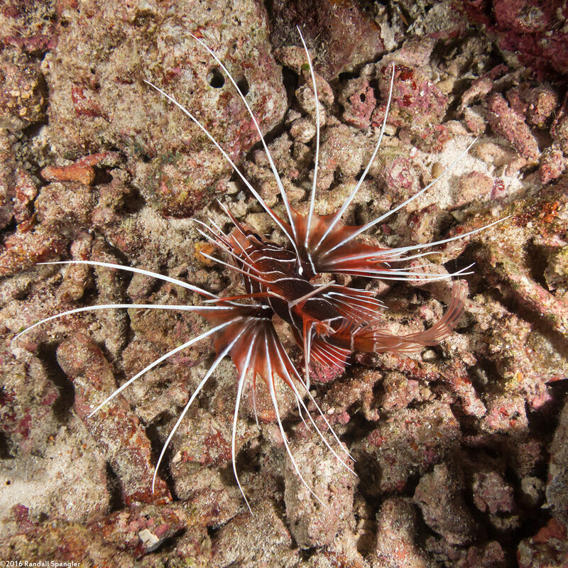 Pterois radiata (Clearfin Lionfish)