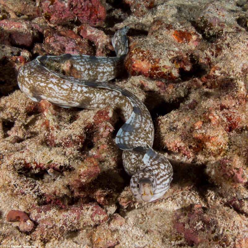 Gymnothorax enigmaticus (Enigmatic Moray)