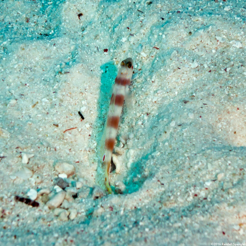 Amblyeleotris aurora (Aurora Shrimpgoby)