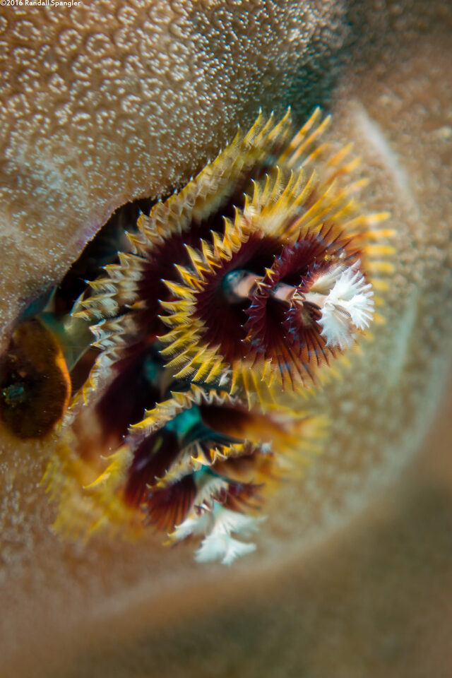 Spirobranchus sp.1 (Christmas Tree Worm)