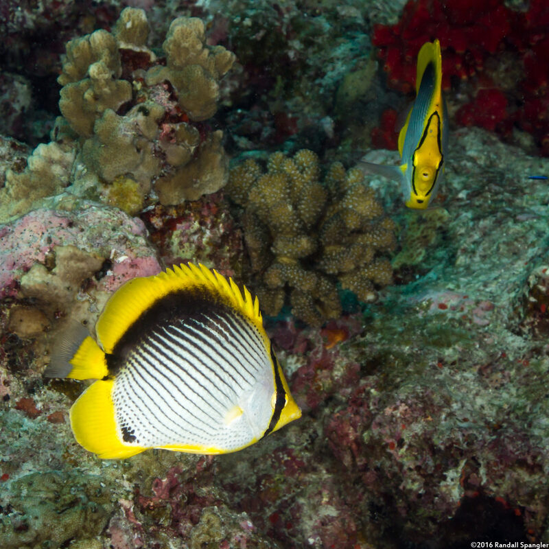 Chaetodon melannotus (Black-Backed Butterflyfish)
