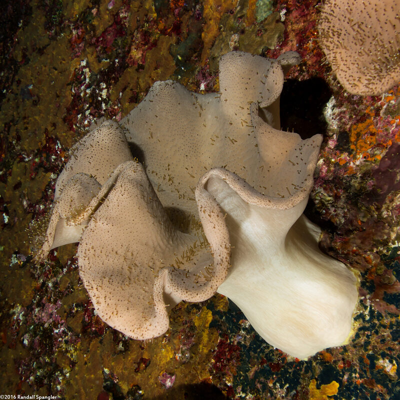 Sarcophyton trocheliophorum (Elephant Ear Coral)