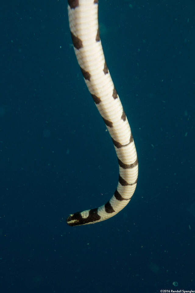 Laticauda colubrina (Banded Sea Krait)