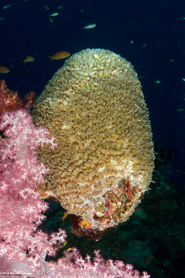 Physogyra lichtensteini (Grape Coral)