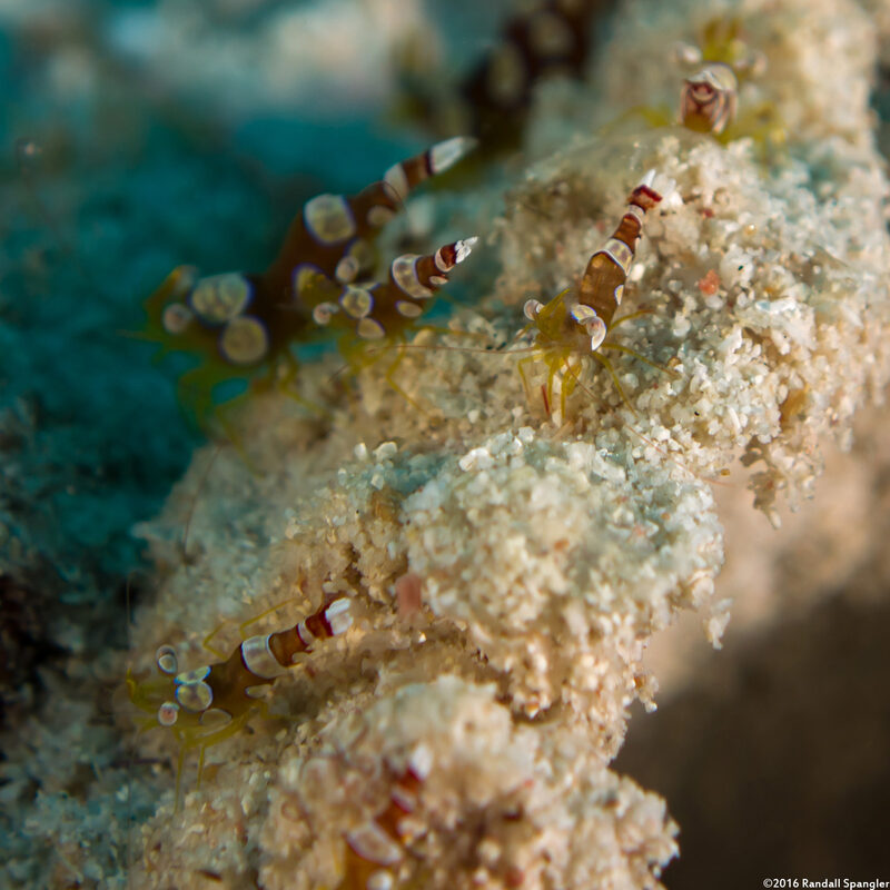 Thor amboinensis (Squat Shrimp)