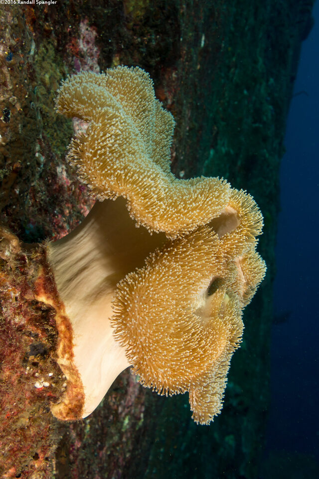 Sarcophyton trocheliophorum (Elephant Ear Coral)