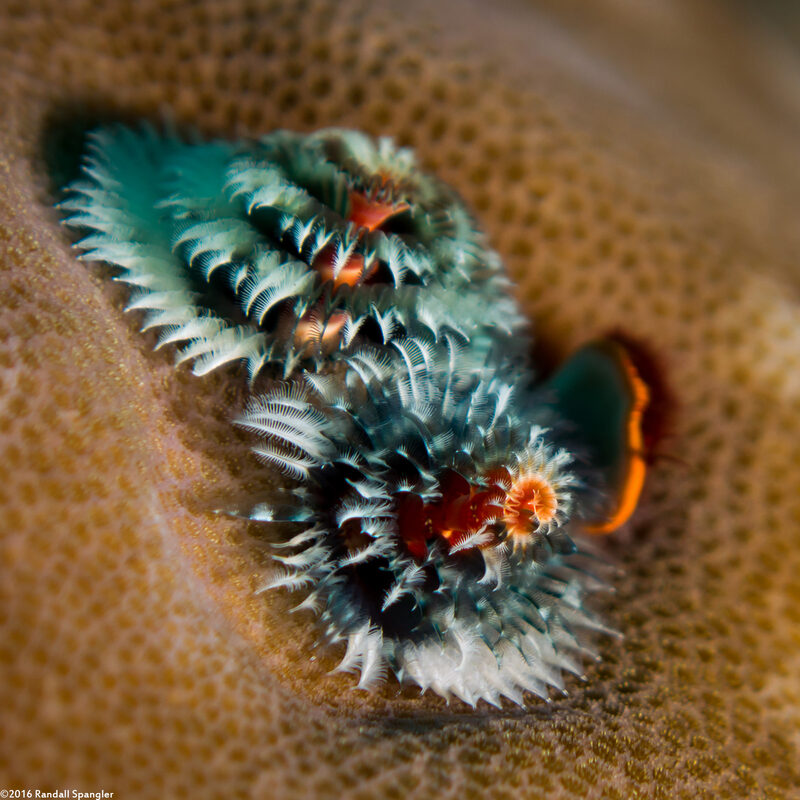 Spirobranchus sp.1 (Christmas Tree Worm)