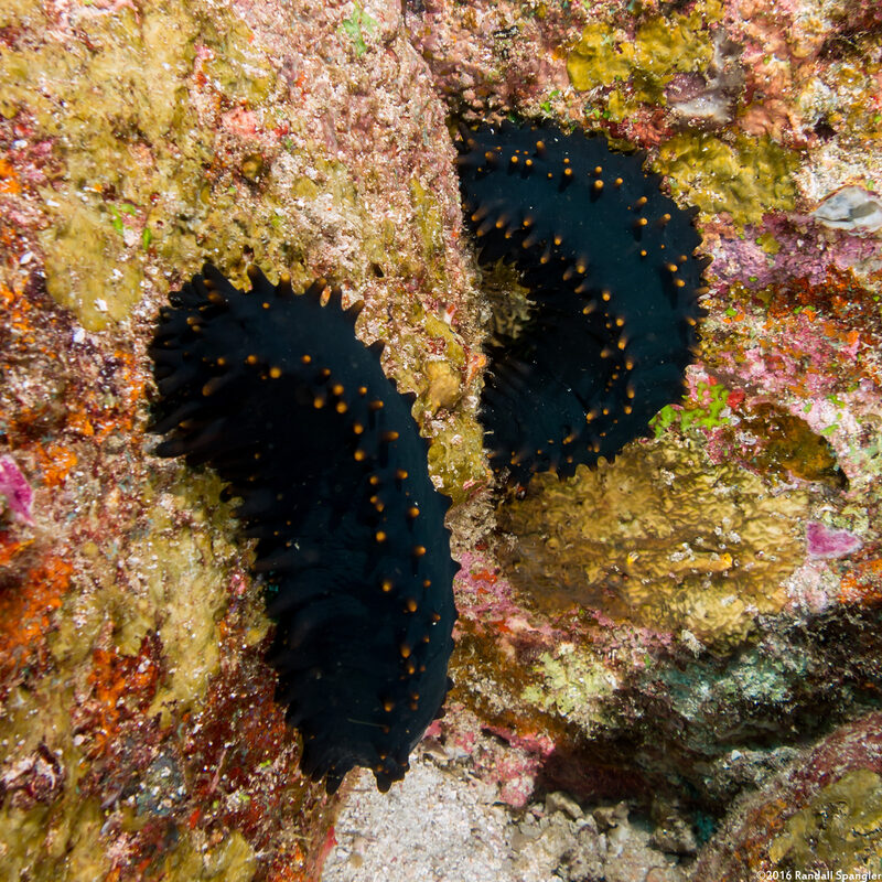 Stichopus chloronotus (Greenfish Sea Cucumber)