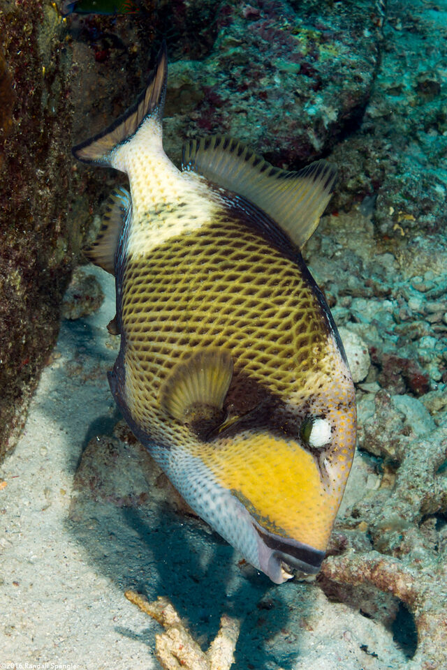 Balistoides viridescens (Titan Triggerfish)