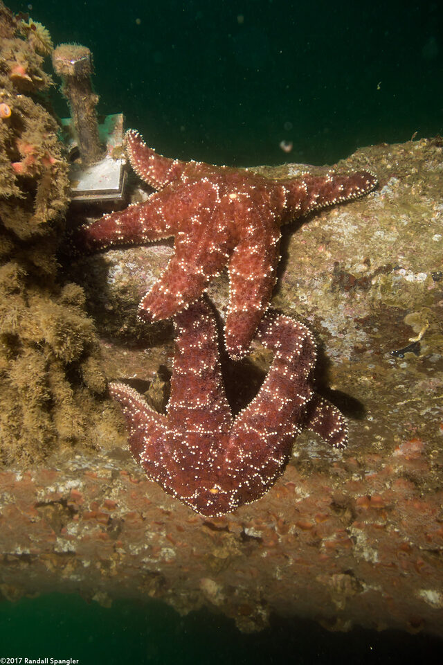 Pisaster ochraceus (Ochre Star)