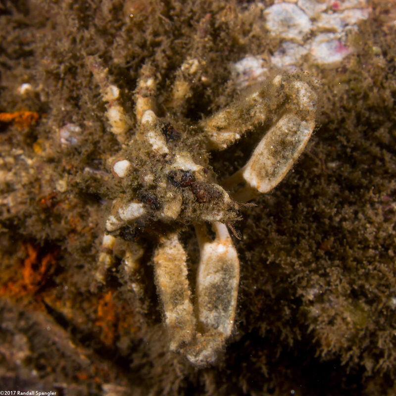 Scyra acutifrons (Sharpnose Crab)
