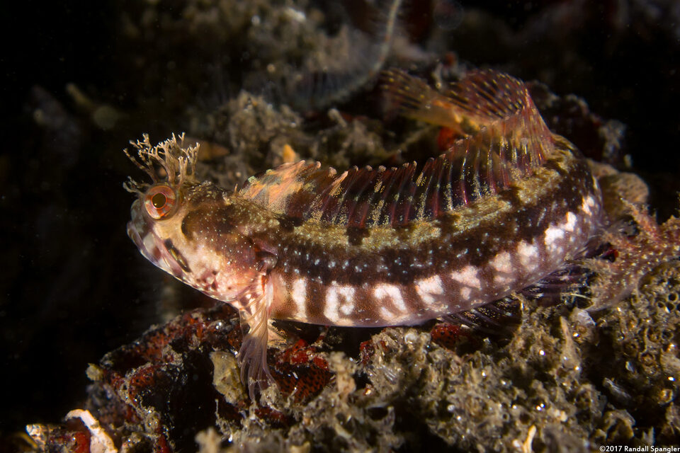 Neoclinus stephensae (Yellowfin Fringehead)
