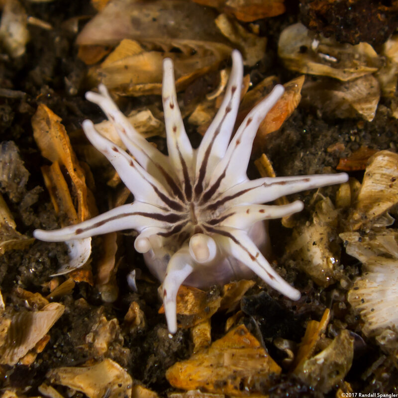 Halcampa crypta (Cryptic Burrowing Anemone)