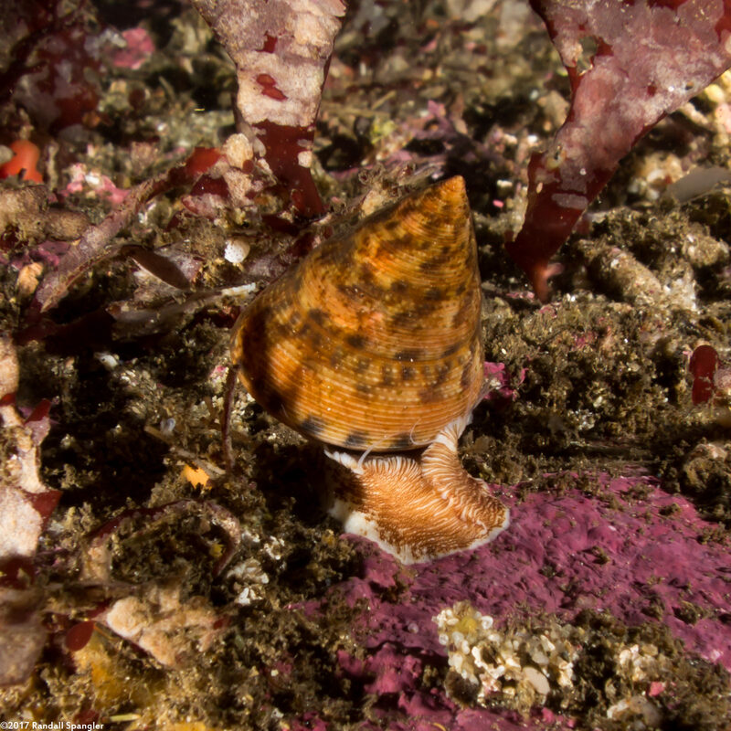 Calliostoma gloriosum (Glorious Top Snail)