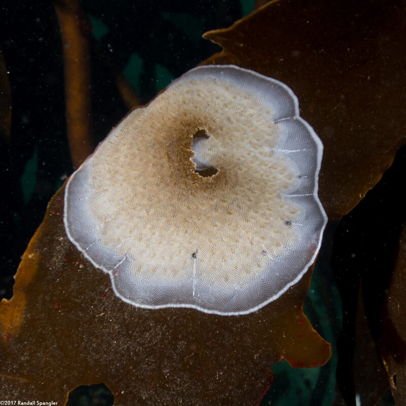 Membranipora villosa (Kelp-Encrusting Bryozoan)