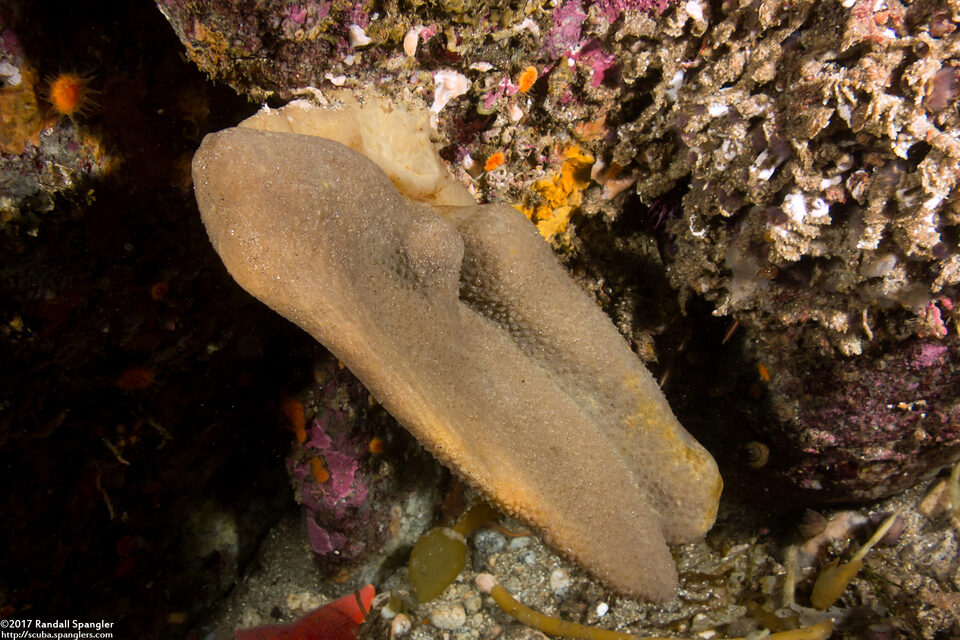 Polyclinum planum (Polyclinum Planum)