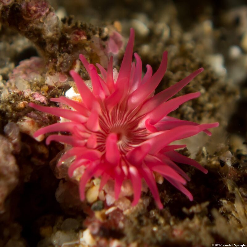 Urticina eques (White-Spotted Rose Anemone)
