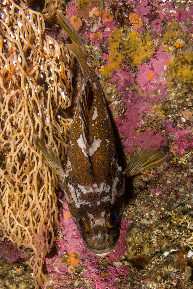 Sebastes carnatus (Gopher Rockfish)