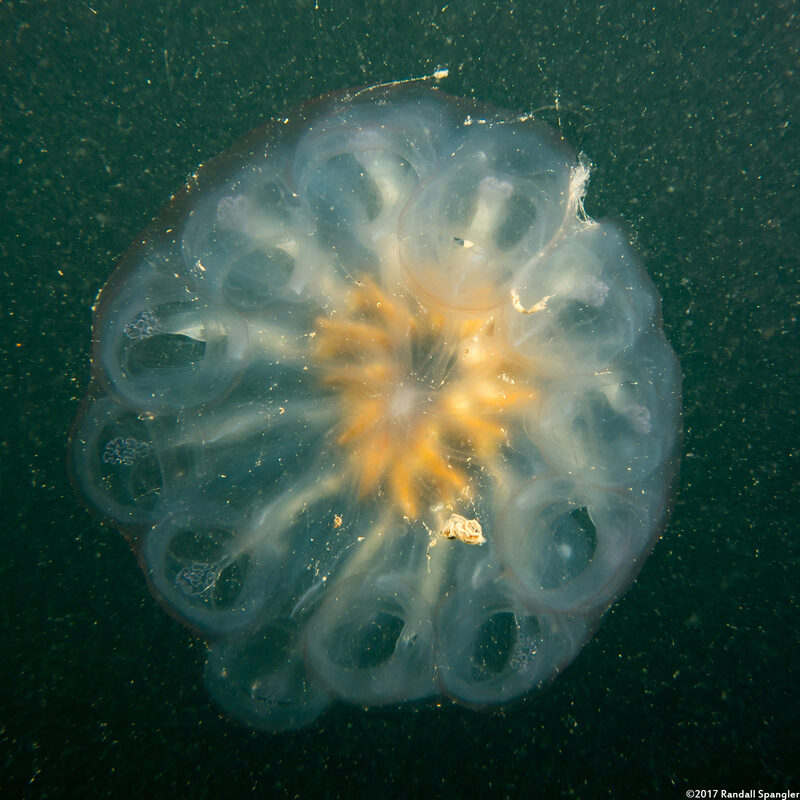 Cyclosalpa affinis (Cyclosalpa Affins)