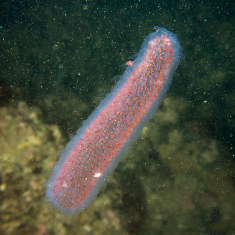 Pyrosoma atlanticum (Pyrosome)